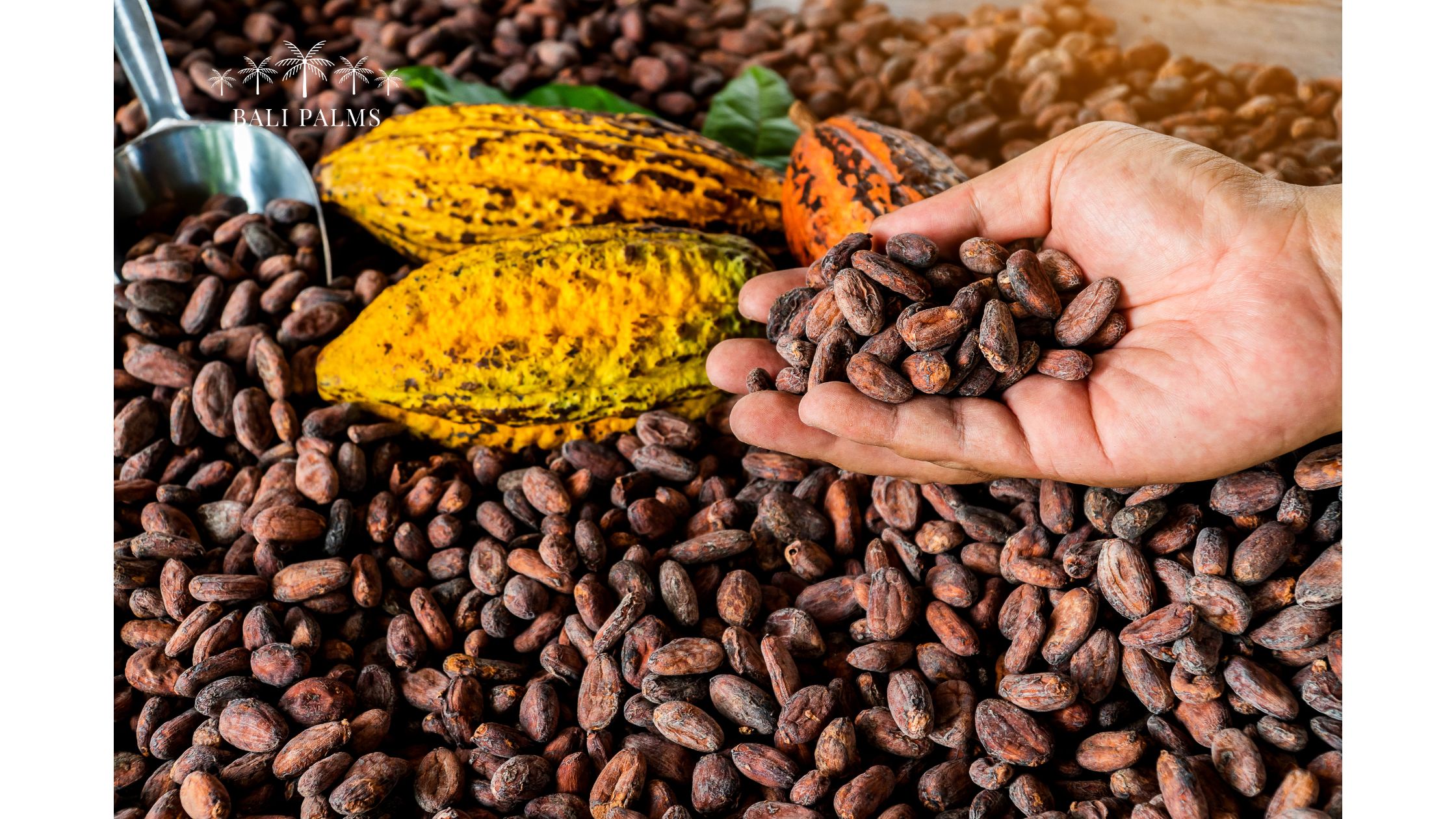 chocolate tour bali