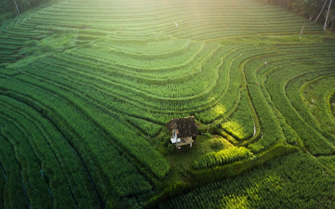 Why Three Days in Bali’s Jungle Is Enough to Completely Reset